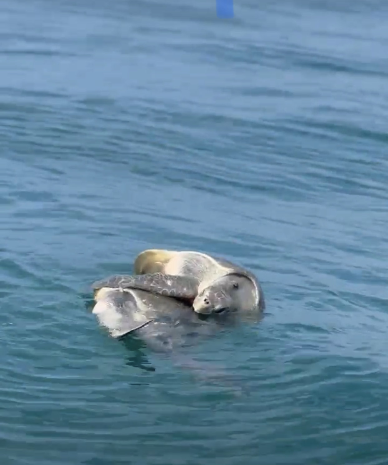Sea turtle encounter